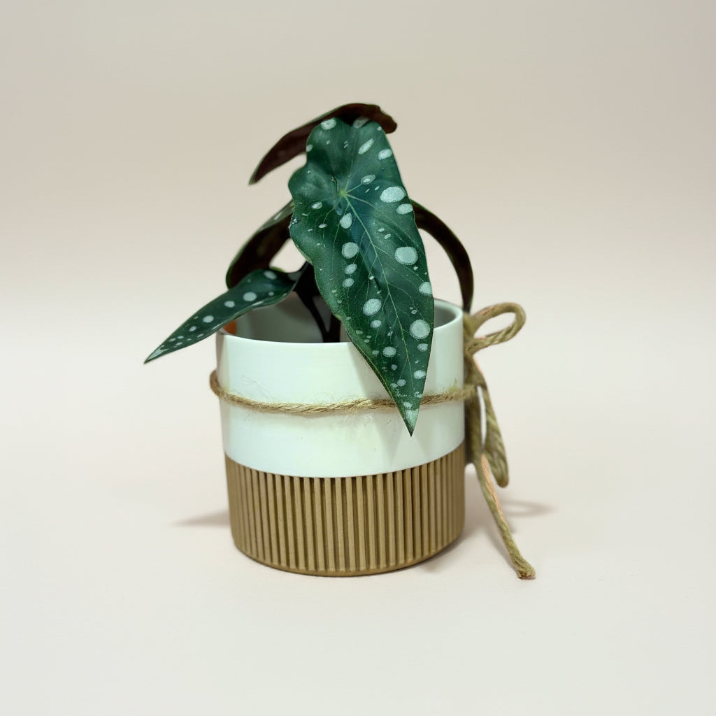 Prairie City Printing - Mini Two-Toned Plant Pots