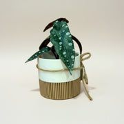 Prairie City Printing - Mini-pots de plantes bicolores