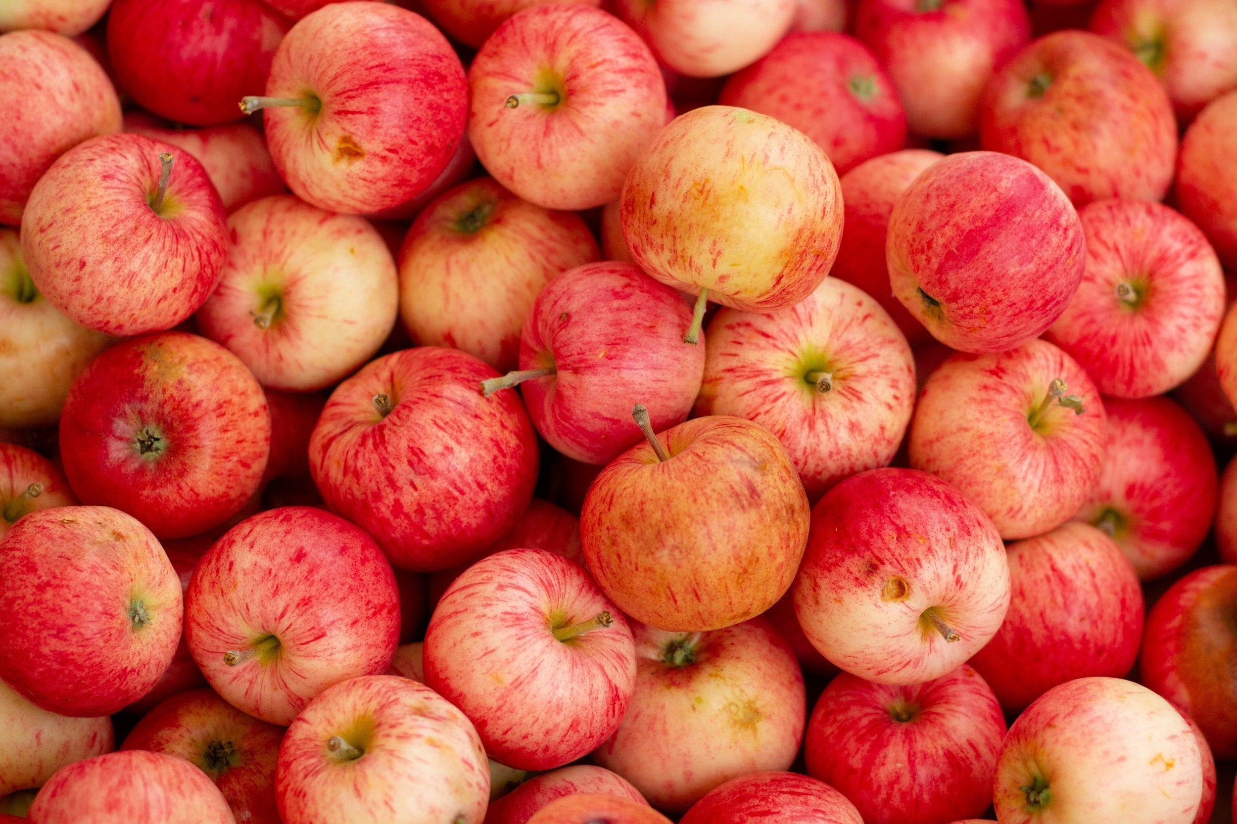 Cidre Dead Horse - Pomme Rouge-3